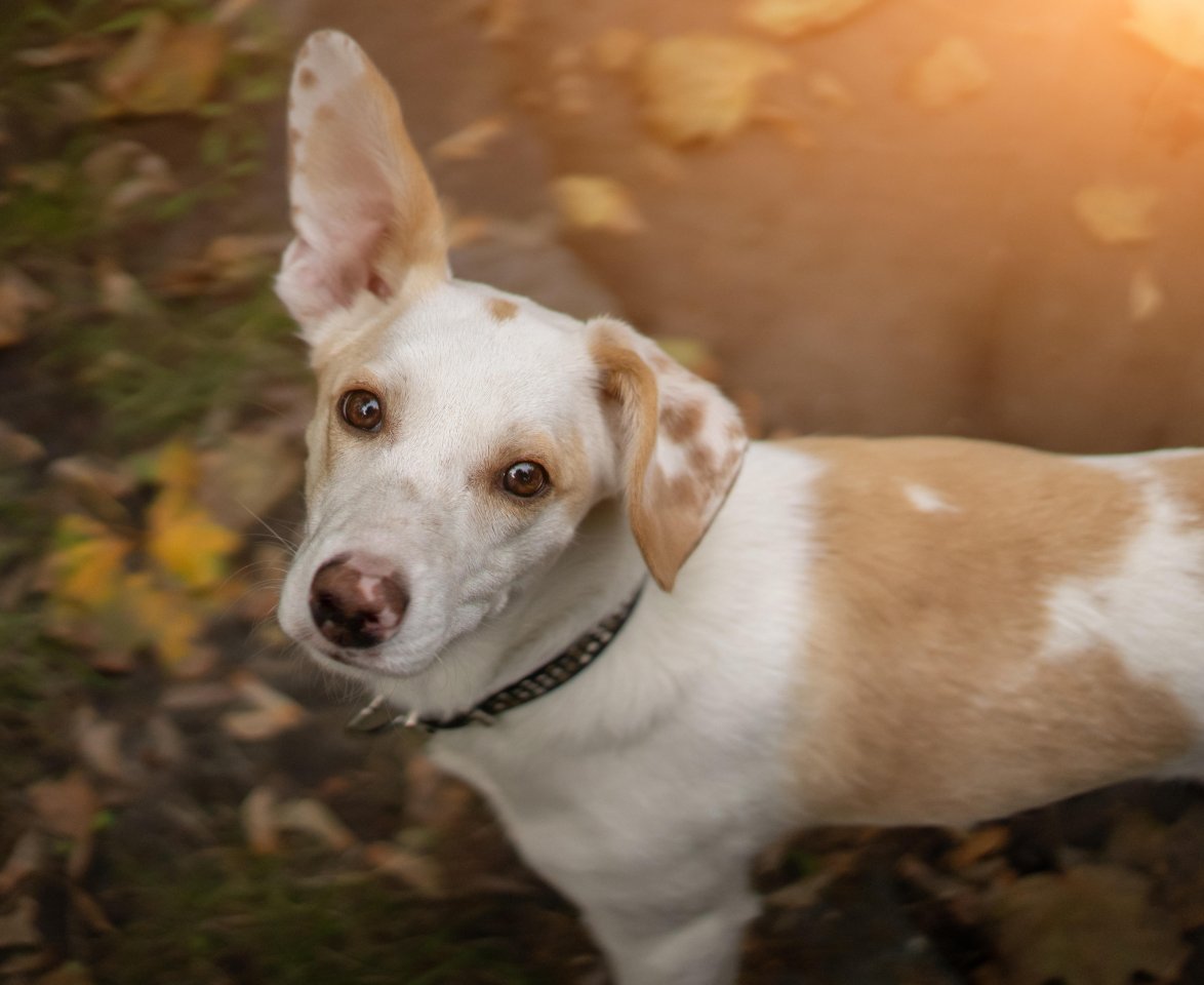 Hund-Dortmund