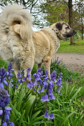 Kangal-Hund Sultan ist nach langer Leidenszeit in Essen gestorben.