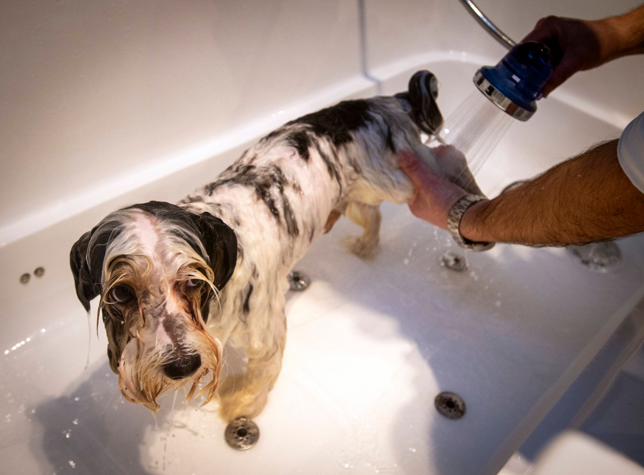 "Bekannt wie ein bunter Hund" – Dieses Sprichwort trifft nun auf Hund Gizmo zu. Das Netz feiert ihn (Symbolbild)