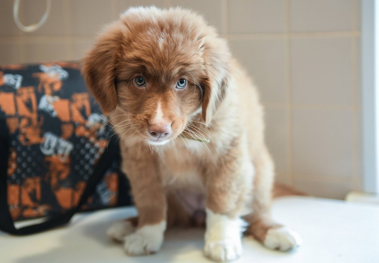 Der kleine Hund aus NRW konnte sich kaum noch auf den Beinen halten. (Symbolbild)