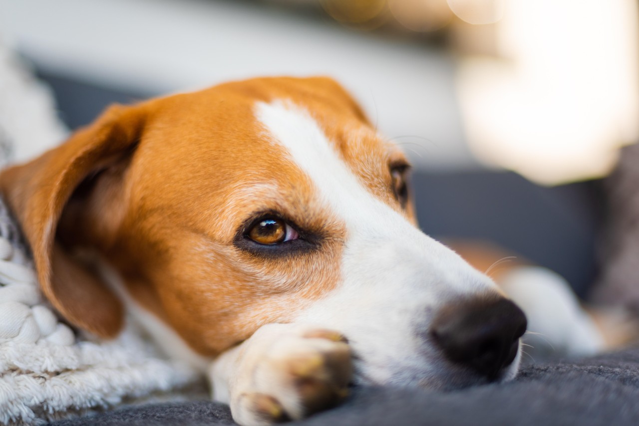 Ein Hund mag schließlich gut umsorgt werden. Aber ist das nicht ein wenig unrealistisch? (Symbolbild)