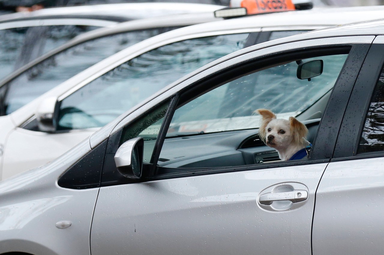 In NRW wird ein Hund im Auto zurückgelassen. Als das Frauchen zurückkehrt, erlebt sie eine böse Überraschung. (Symbolbild)