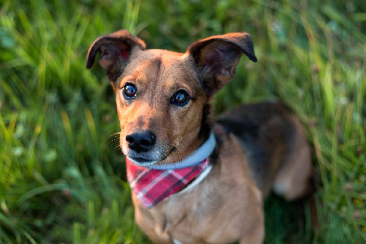 Hund an Auto angeleint: 15 Kilometer lange Blutspur.