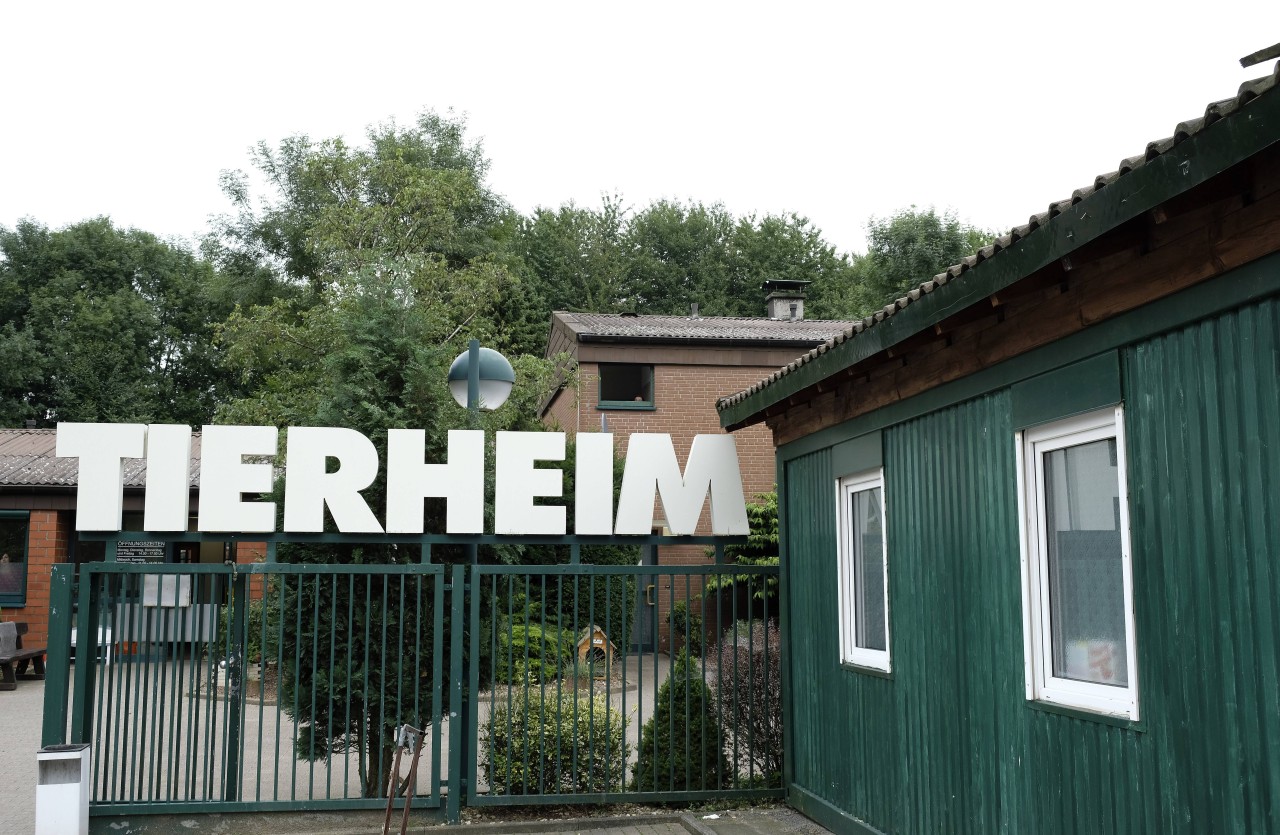 Bittere Entdeckung vor dem Tierheim Bochum. (Archivbild) 