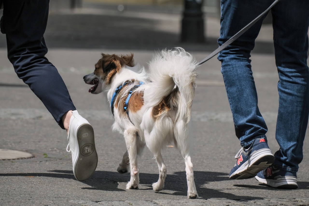 Hund in NRW verursacht einer Stadt Probleme. (Symbolbild) 