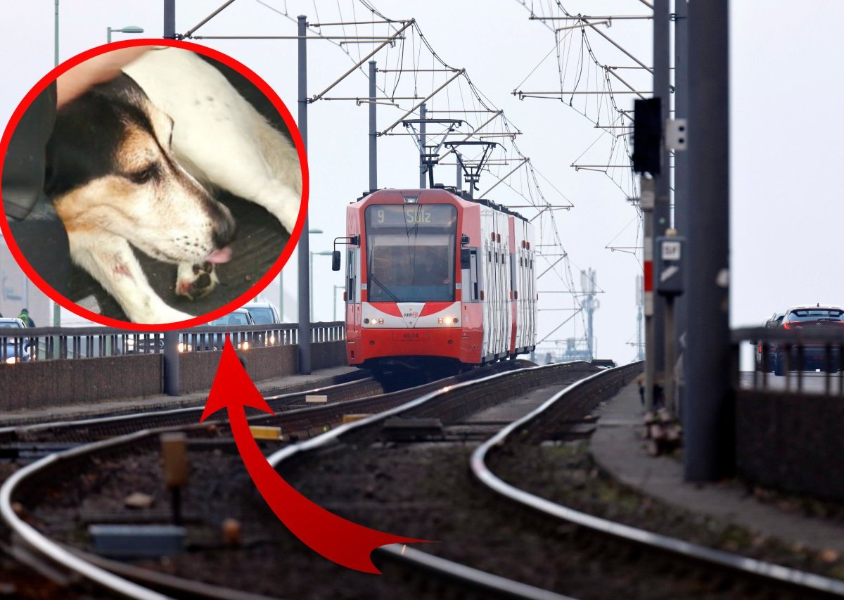 Hund in NRW: Leine verfängt sich in Straßenbahntür dann fährt die Bahn los...