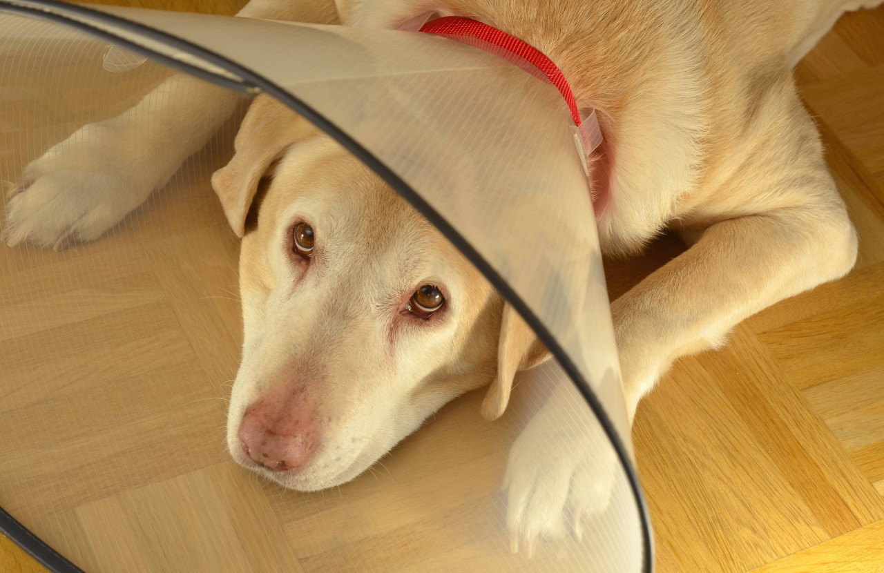 Was eine Halskrause bei einem Hund alles bewirken, das konnte nun eine Hundebesitzerin bei ihrem Vierbeiner feststellen. (Symbolbild)