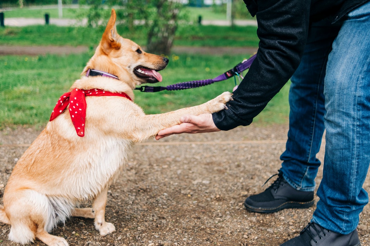 Leinen von „More for by Hunter“ werden zurückgerufen, da sie deinen Hund krank machen könnten. (Symbolbild)