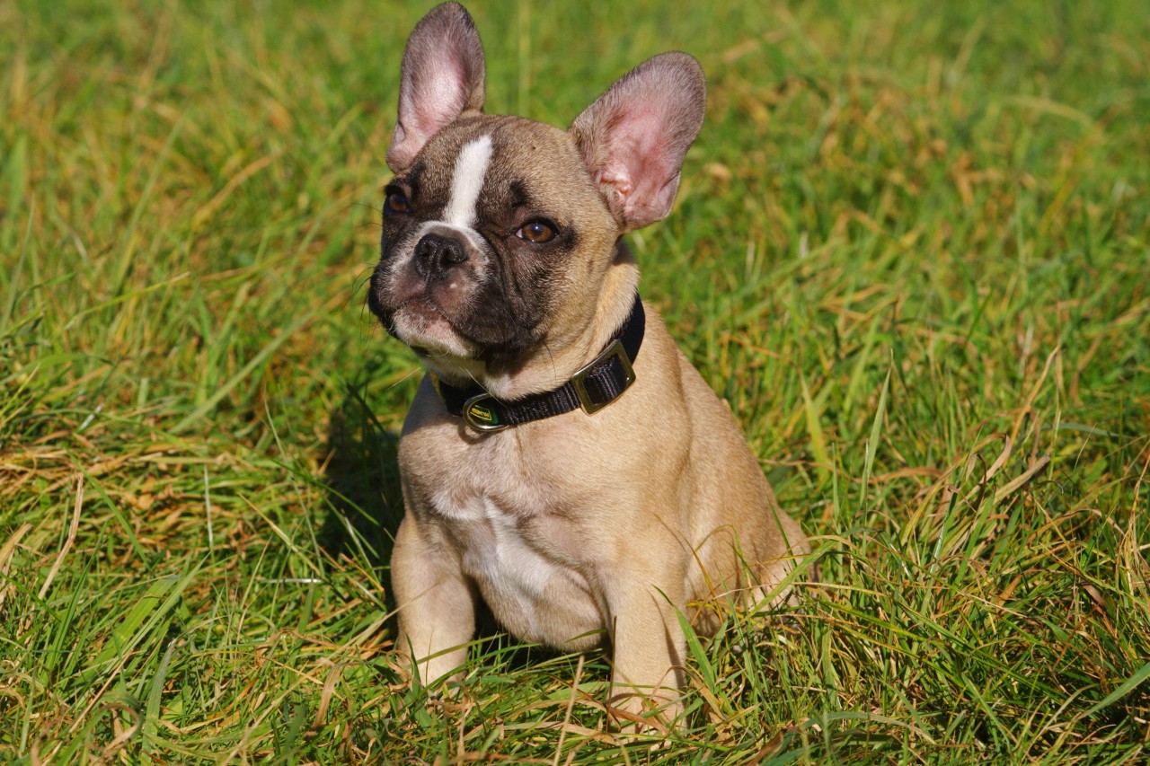 Hund in NRW: Eine junge französische Bulldogge verschluckt eine Biene und schwebt plötzlich in Lebensgefahr! (Symbolfoto)