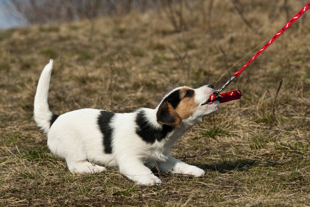 Der Terrier hatte mächtig Glück. (Symbolbild)