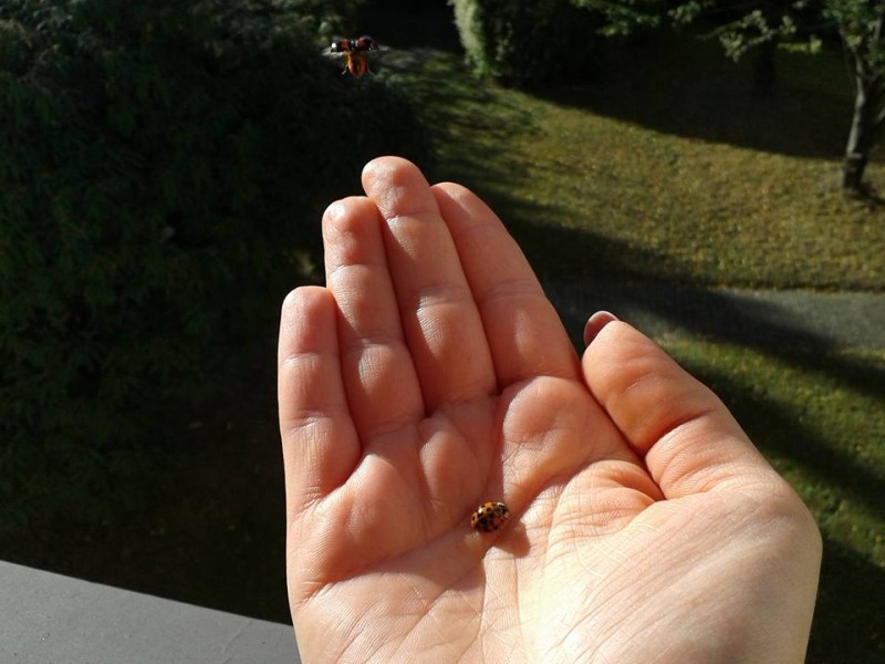 Auf der Hand von Jenny Nie sind diese beiden Marienkäfer gelandet. 