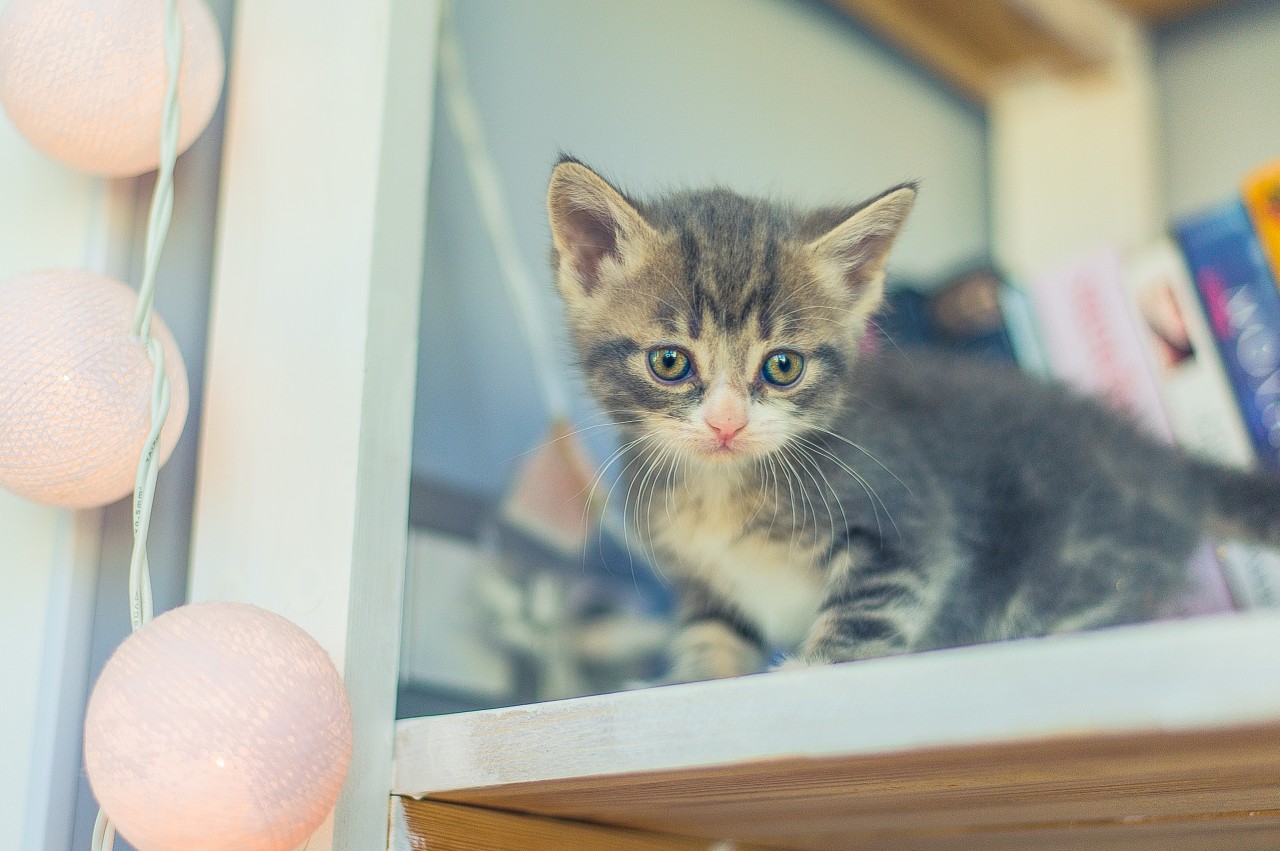 Evelyn befürchtet, dass sie ihre geliebte Babykatze nun abgeben muss. (Symbolbild)