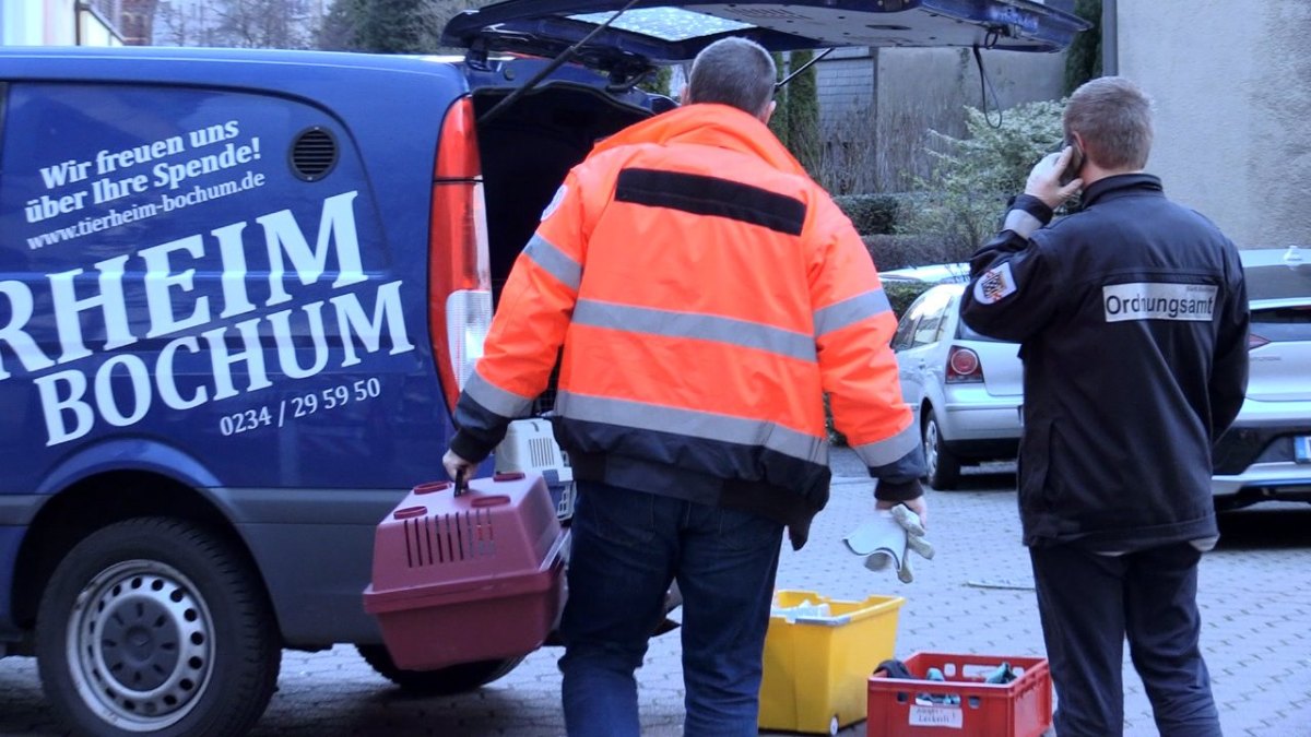 Katzen aus Wohnung in Bochum gerettet.jpg