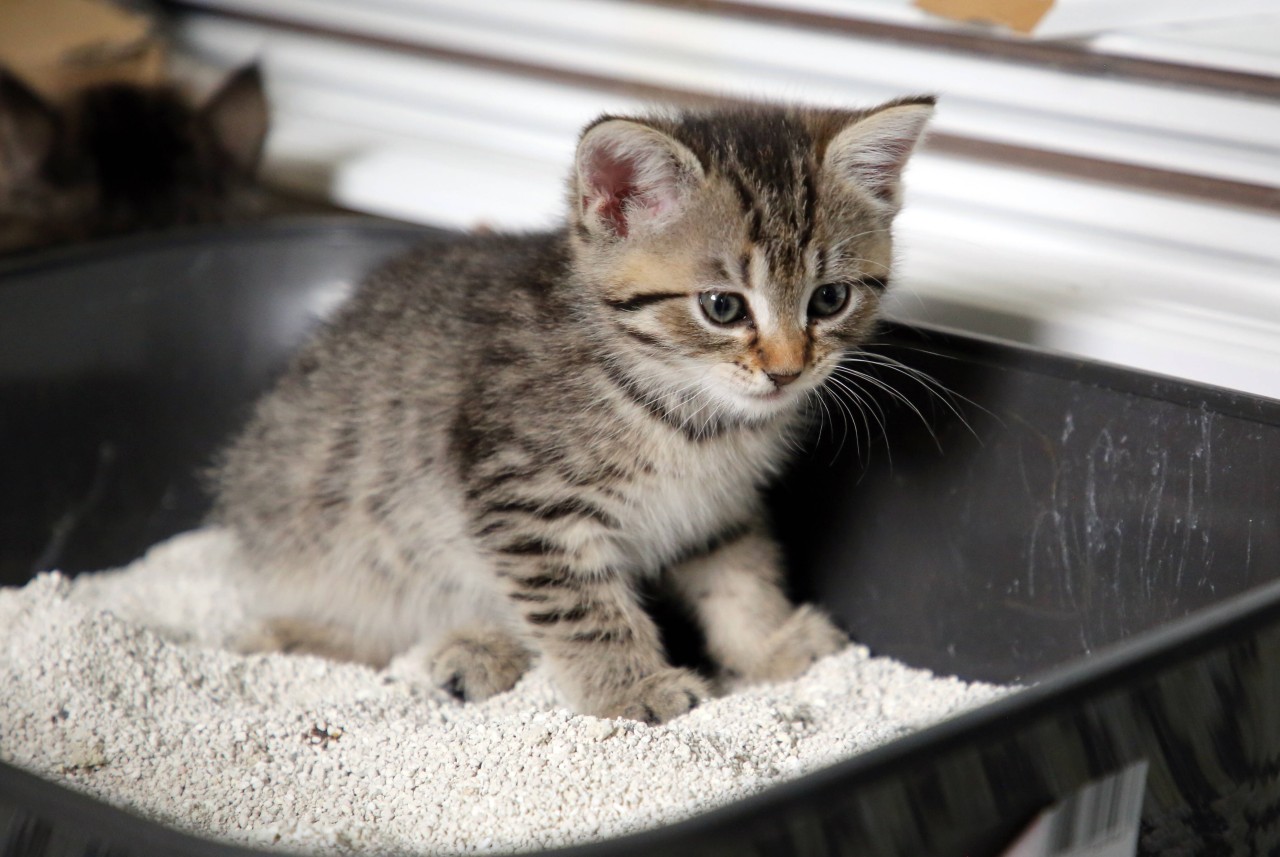 Katzenstreu ist tatsächlich aktuell nicht so leicht zu verschaffen. (Symbolfoto)