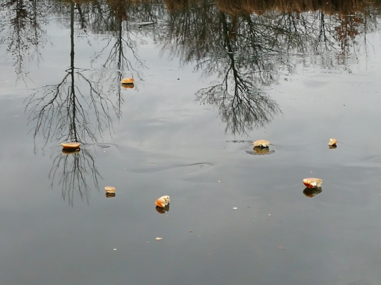 Auch auf dem Teich schwamm das Brot.