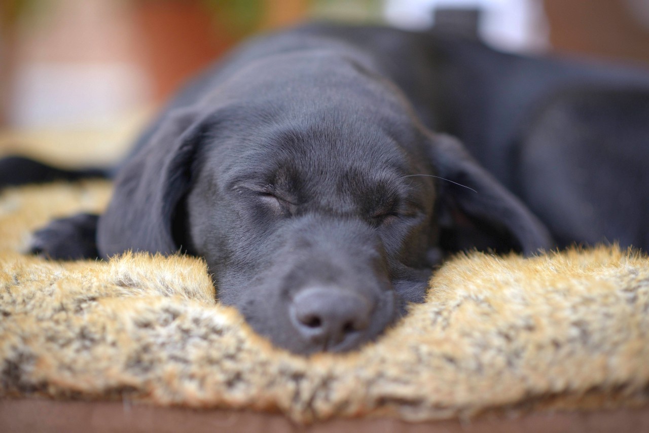 Wenn es deinem Hund schlecht geht, musst du handeln.