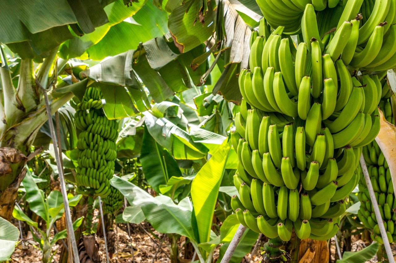 Lidl setzt jetzt auf „Living-Wage“-Bananen. 