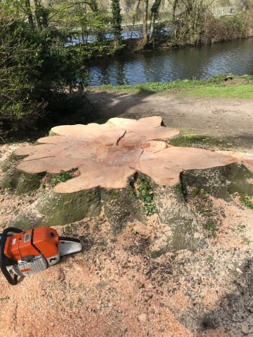 Nun ist nur noch der Baumstamm von der Rotbuche im Thyssenpark in Mülheim zu sehen. 