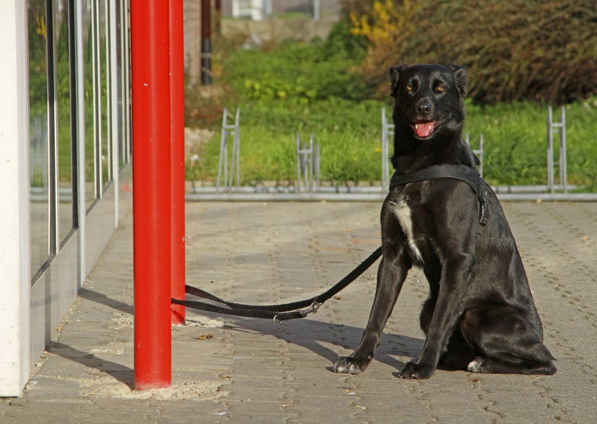 Netto und Co.: Vorsicht Hundehalter! Hier werden immer wieder Vierbeiner gestohlen