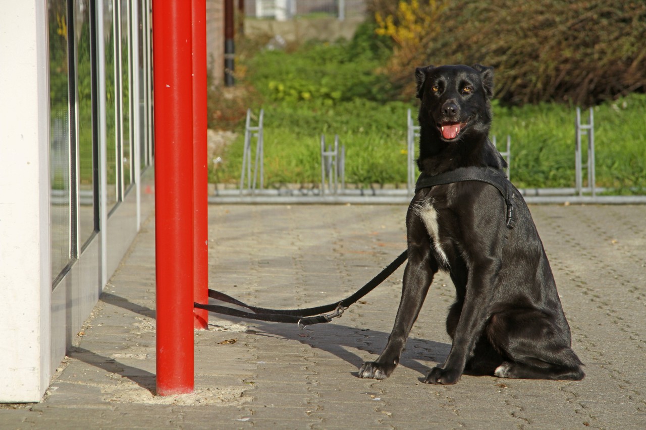 Netto und Co.: Vorsicht Hundehalter! Hier werden immer wieder Vierbeiner gestohlen (Symbolbild). 