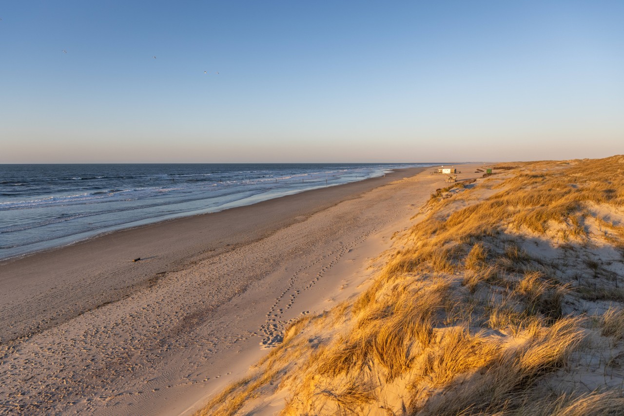 Urlaub an der Nordsee: An der Küste wurde ein seltenes Tier gesehen (Symbolfoto).