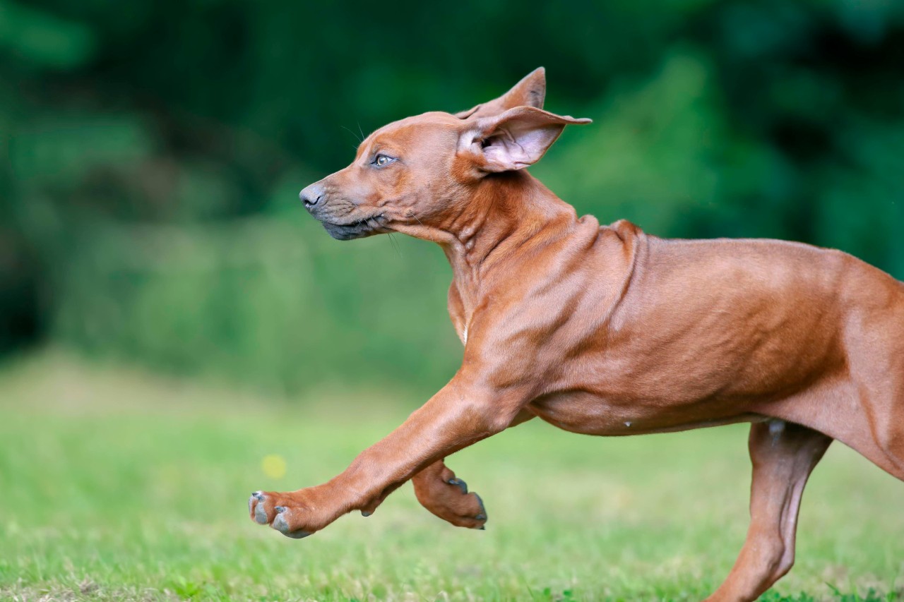 Einem jungen Rodesian Ridgeback wurde ein illegales Feuerwerk in München zum Verhängnis. (Symbolbild)