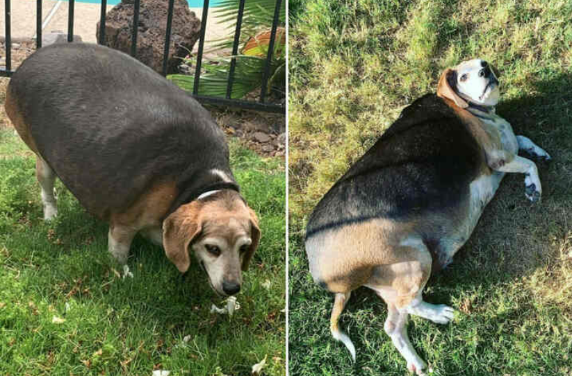 Hund Wolfgang war lebensgefährlich dick - heute sieht er ganz anders aus. 