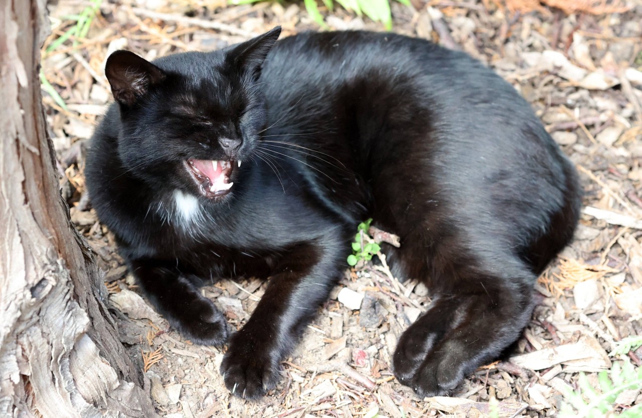 Tierheim in NRW: Mutterseelen allein liegt eine Katze auf der Straße und muss sich vor Schmerzen krümmen. (Symbolbild)