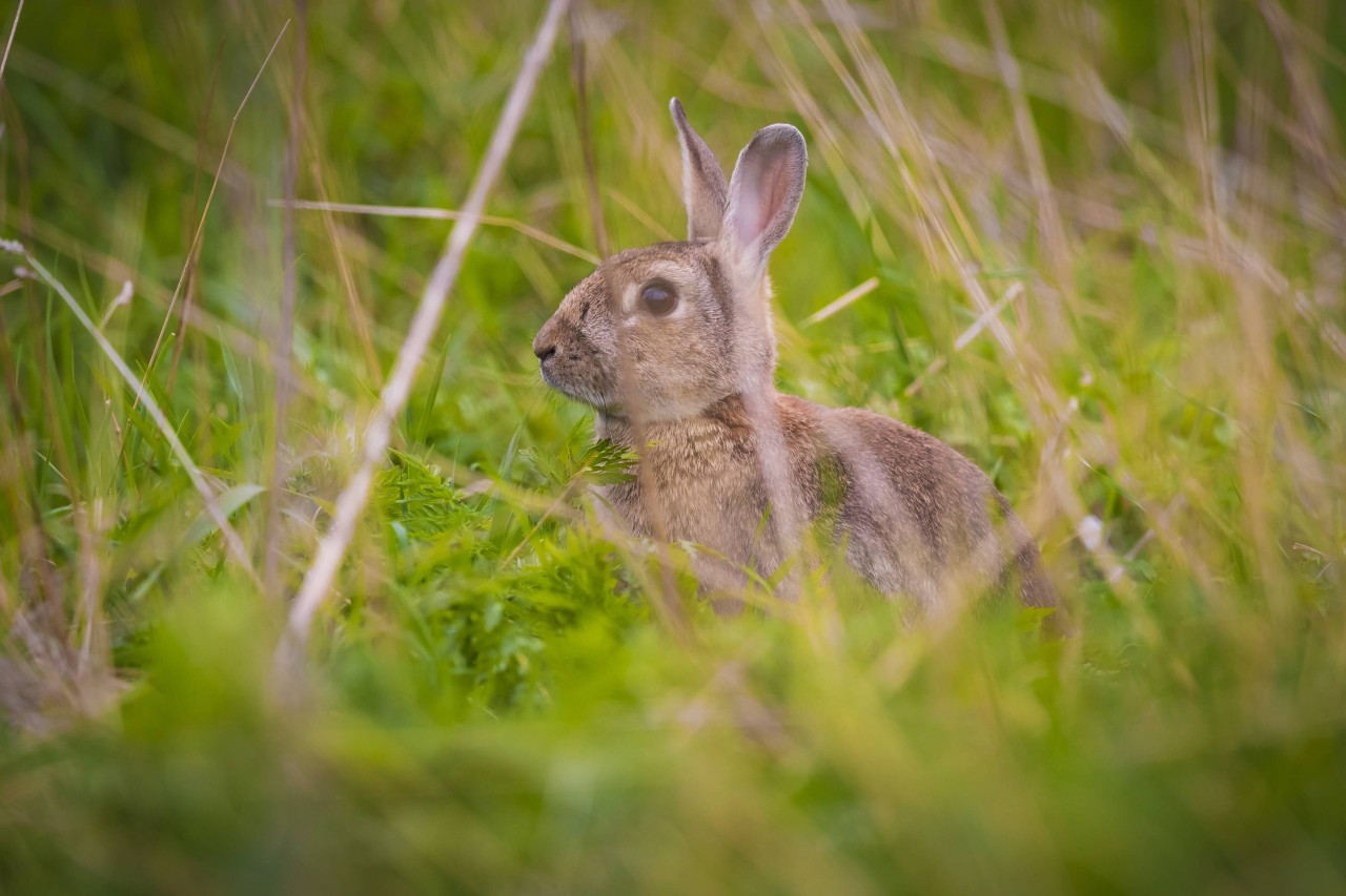 Die Insel Fehmarn bietet mit ihrer Natur den Lebensraum vieler Tiere. 