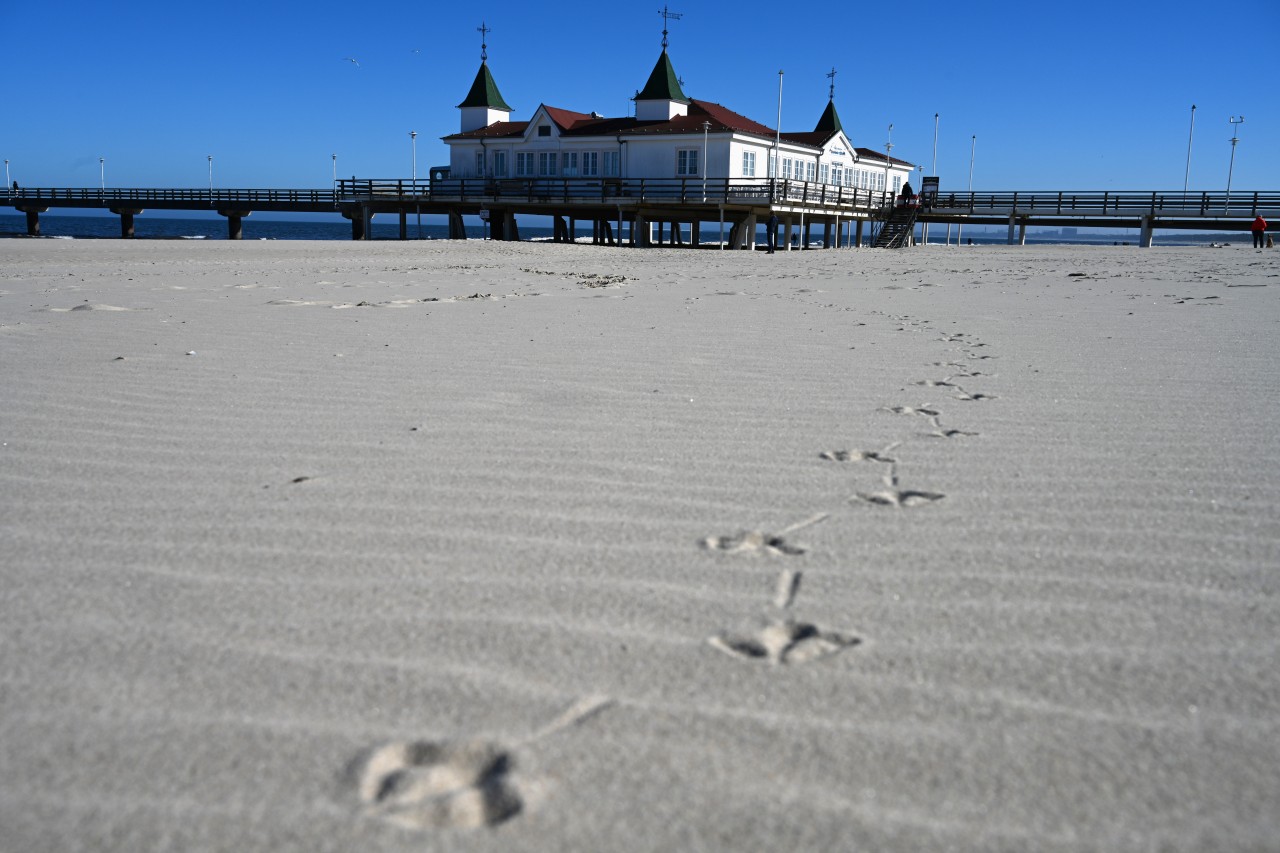 Wer derzeit Urlaub an der Ostsee macht, muss mit einer „regelrechten Invasion“ rechnen. Hier sind nur die Spuren zu erkennen ... 