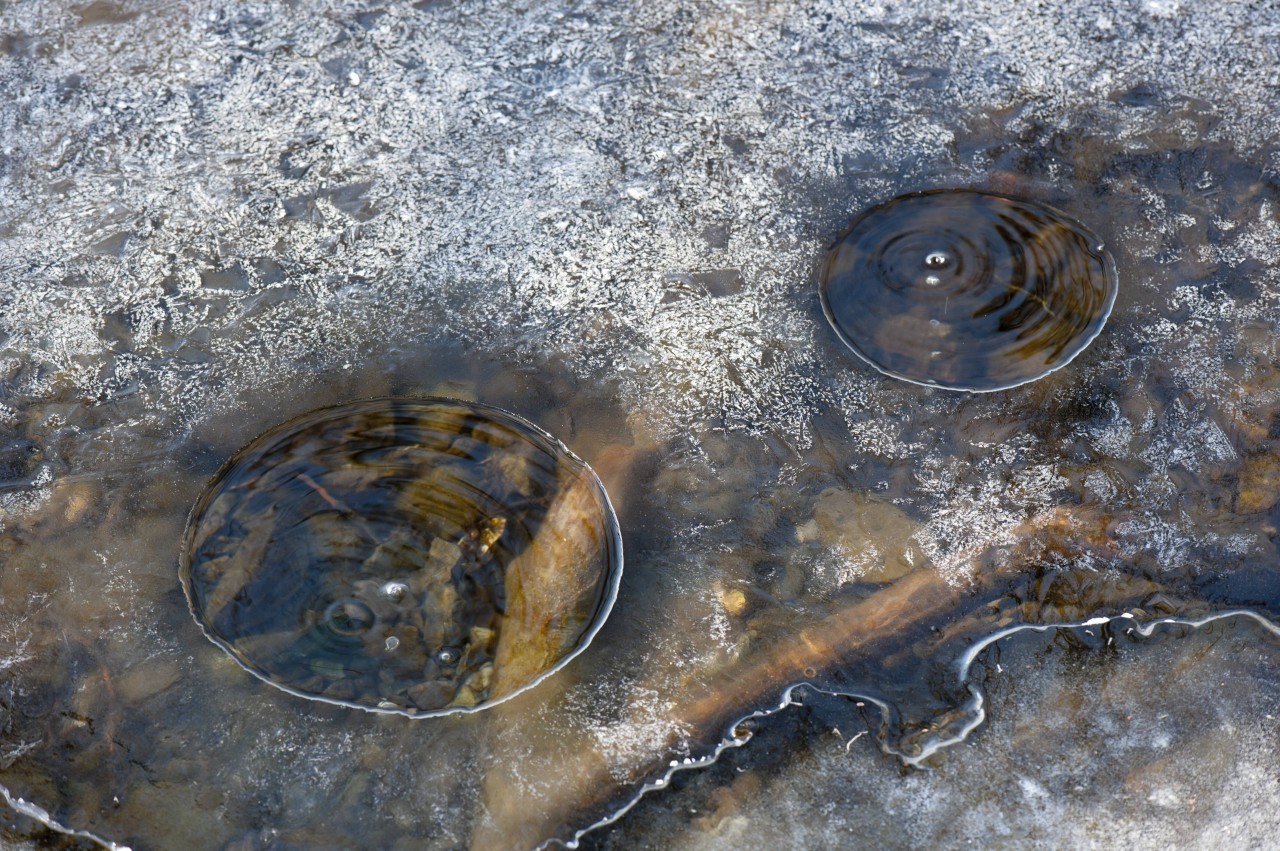 Kohlendioxid tritt aus und bildet Bläschen auf der Wasseroberfläche des Laacher Sees in der Eifel. 