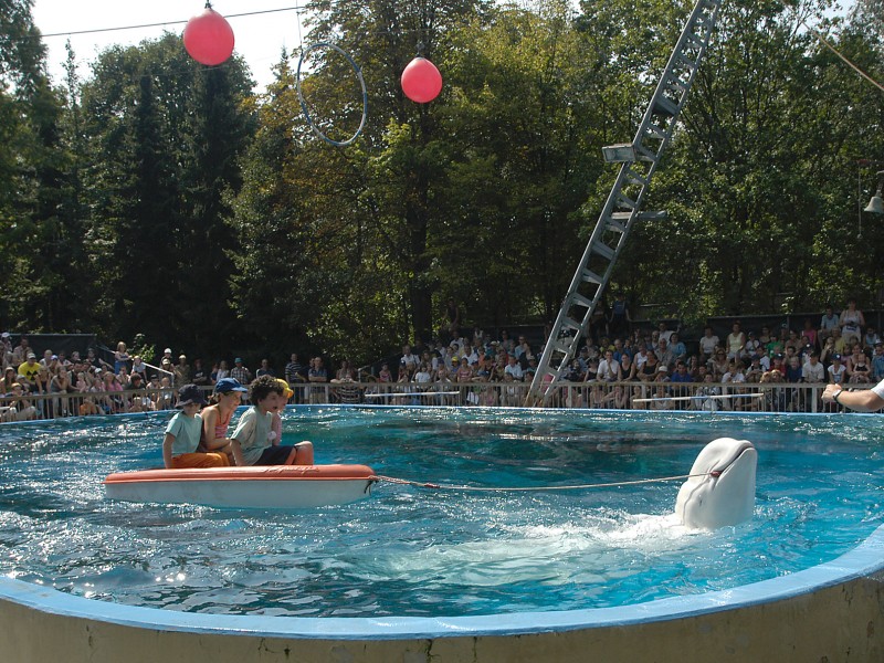 Wildfang Ferdinand lebte in seinen Anfangsjahren in Duisburg mit zwei Beluga-Weibchen zusammen: Moby und Allua. 