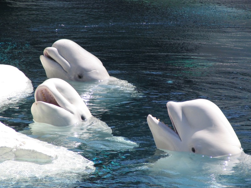 Weißwal Ferdinand, heute um die 50 Jahre alt, lebt mit einigen Artgenossen im Sealife-Park San Diego. Dorthin wurde er 2004 gebracht. Zuvor war der Beluga ... 