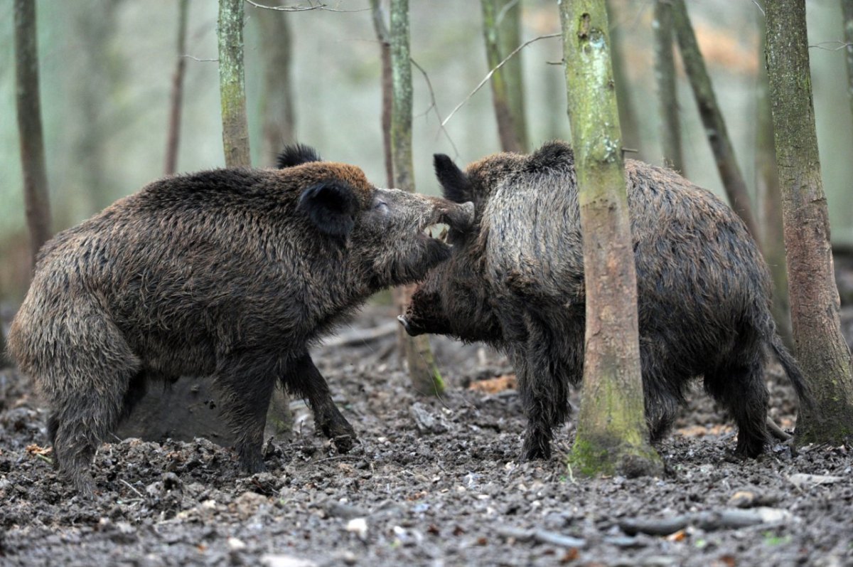 WhatsApp Wildschwein NRW Polizei.jpg