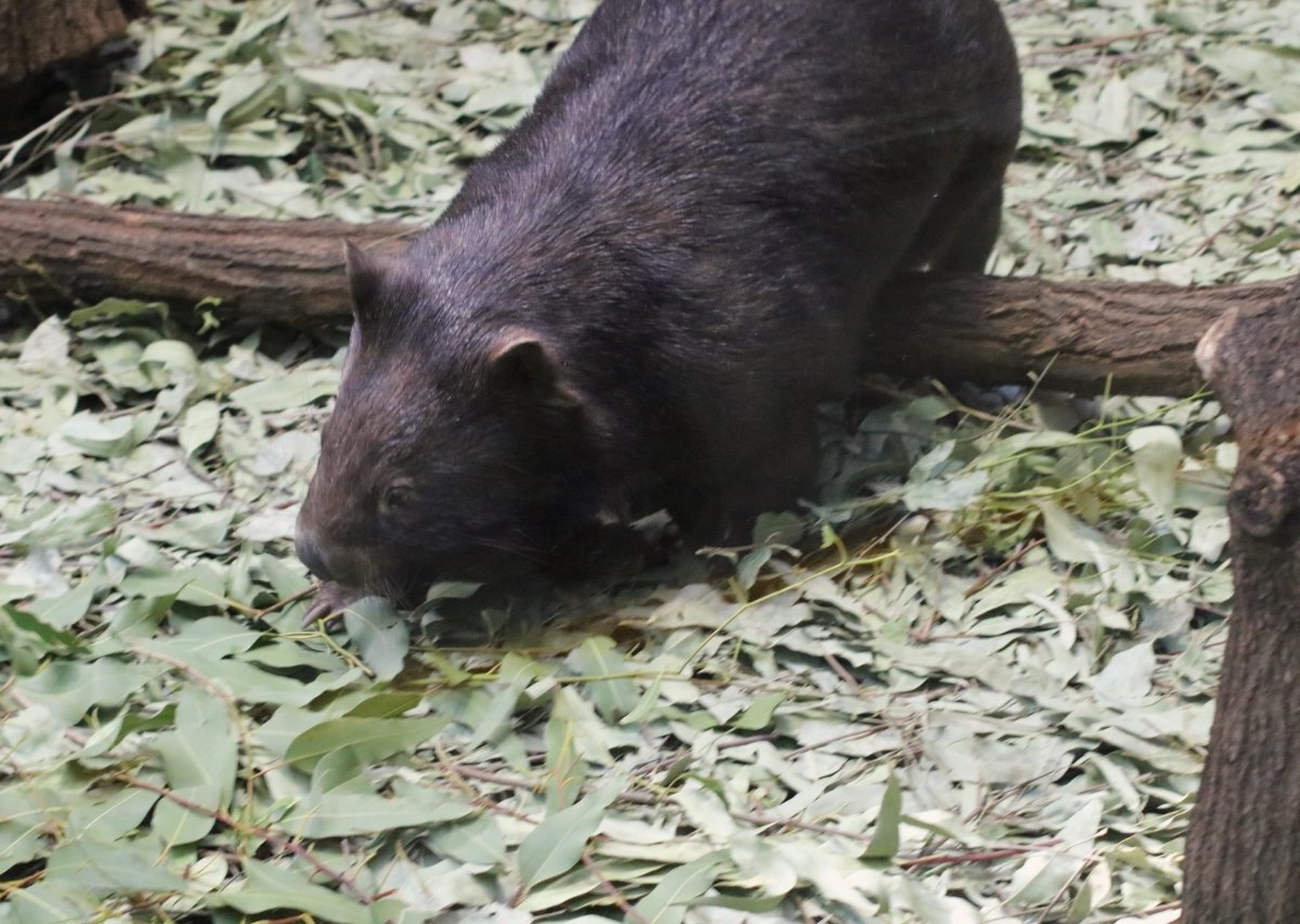 Wombat-Zoo-Duisburg.jpg