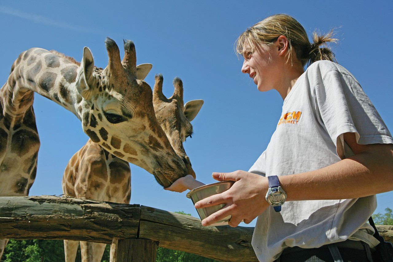 Einmal Tierpfleger sein! Für einige Besucher des Zoom Gelsenkirchen geht dieser Traum jetzt in Erfüllung. 