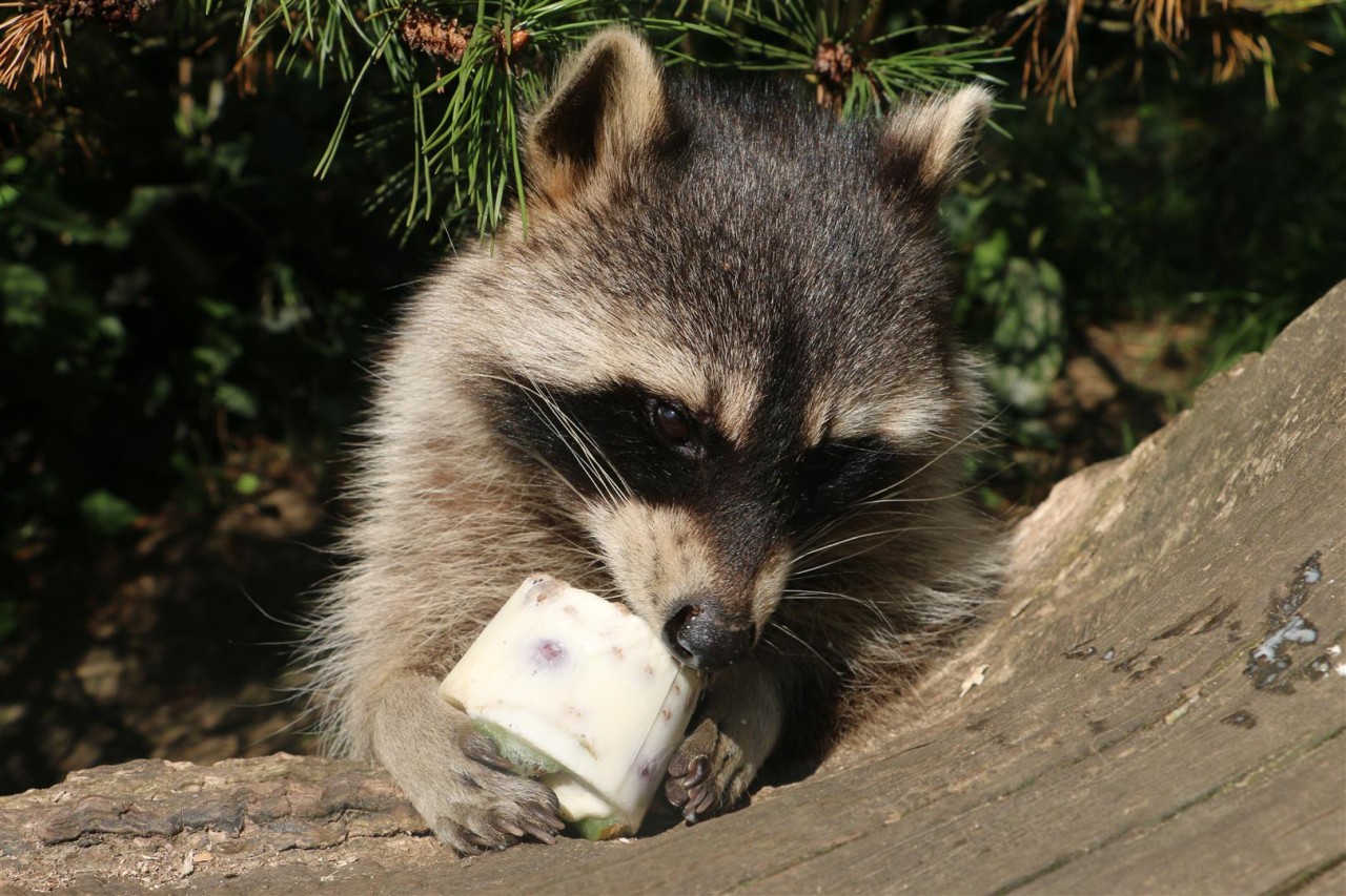 Bei knackiger Hitze kriegen die Tiere in der Zoom Erlebniswelt Gelsenkirchen eine besondere Abkühlung.