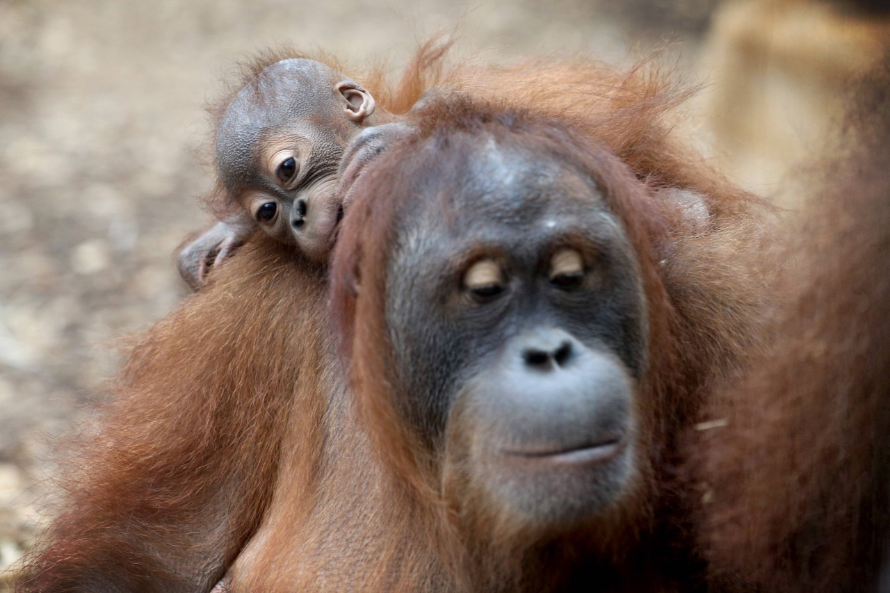 Der Blick auf die Tiere im Zoo Dortmund bleibt den Besuchern am Freitag verwehrt. (Symbolbild)