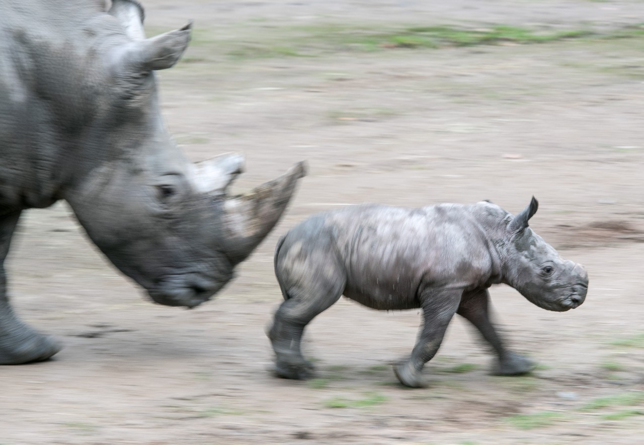 Der Zoo Dortmund muss am Sonntag überraschend schließen. (Symbolbild)