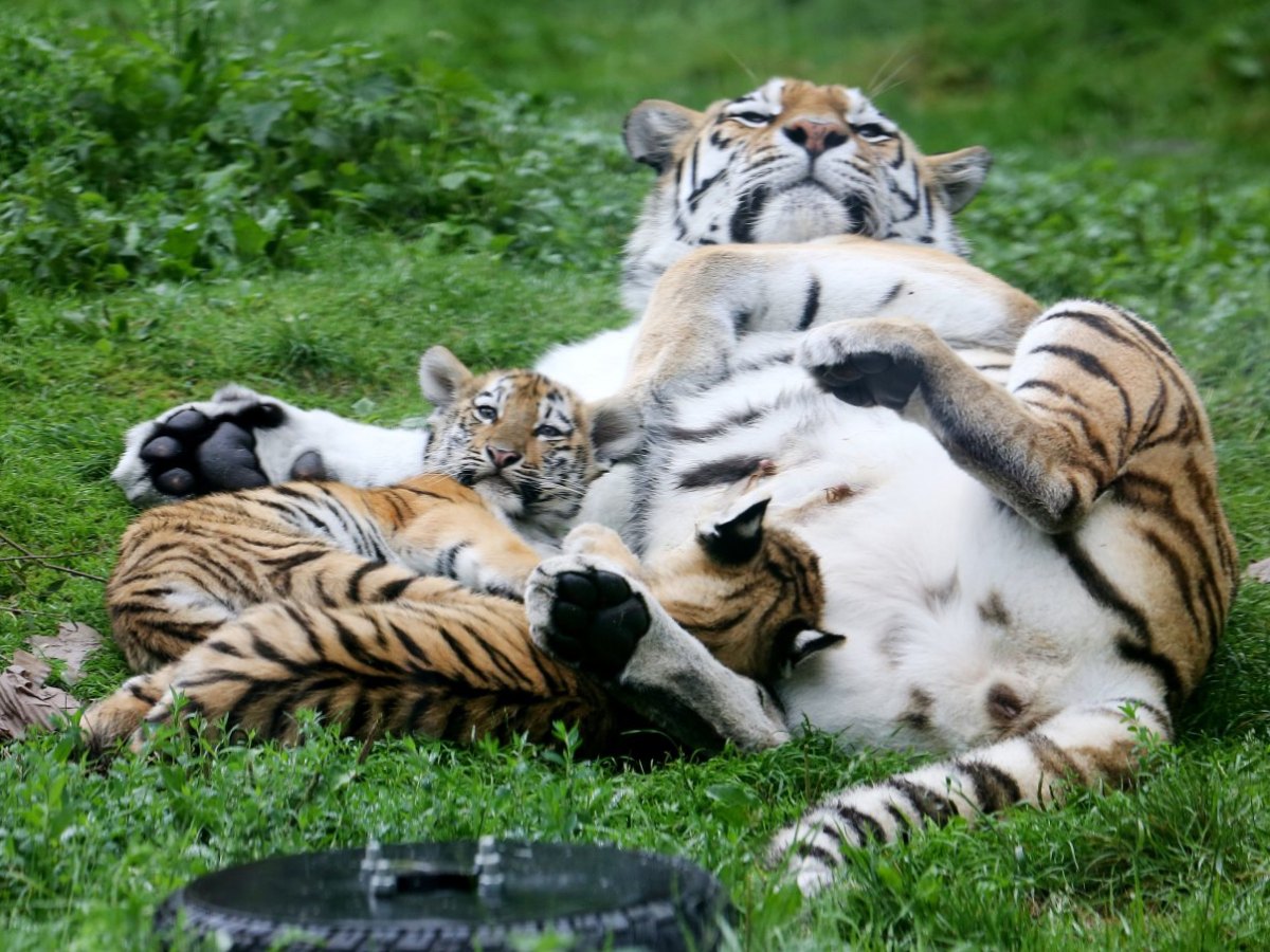 Zoo_Duisburg.jpg