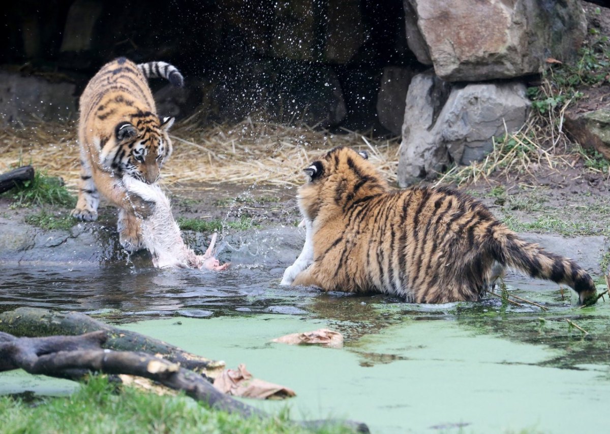 Zoo Duisburg.jpg