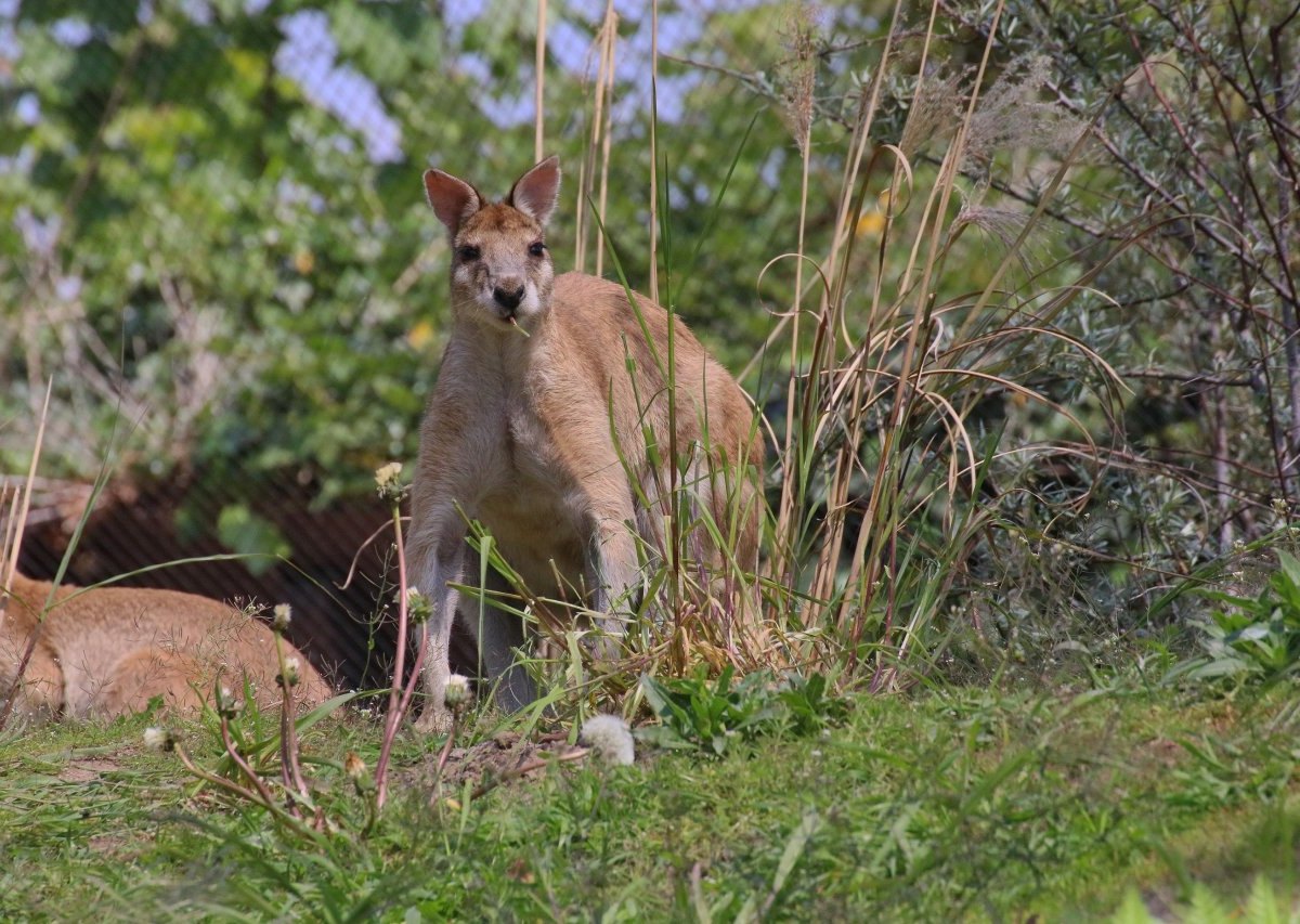 Zoo Duisburg Flinkwallaby.JPG