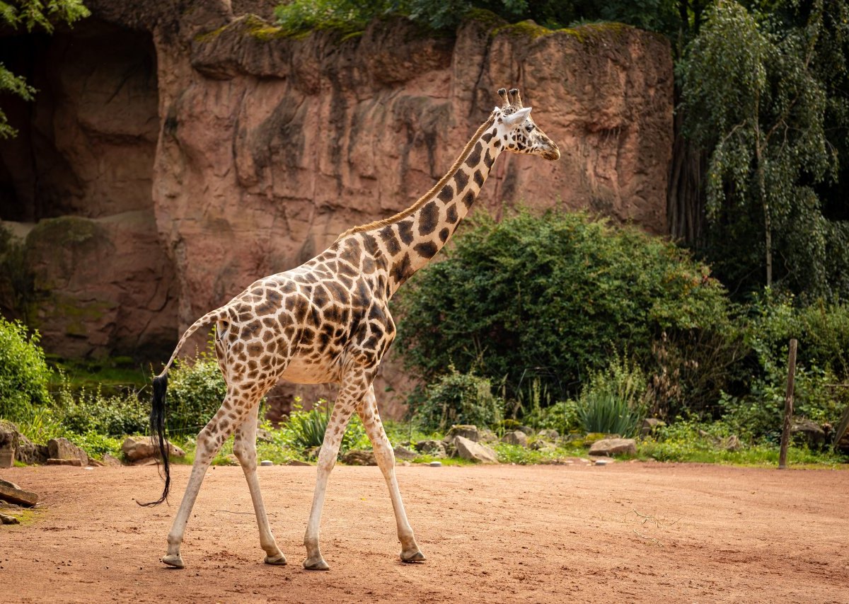 Zoo Duisburg Giraffe.jpg