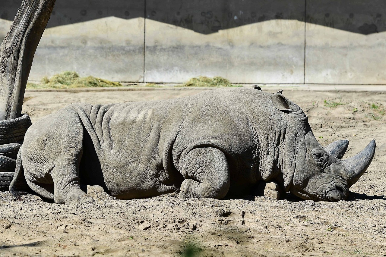 Zoo Duisburg: Breitmaulnashorn Kifaru ist umgezogen. 