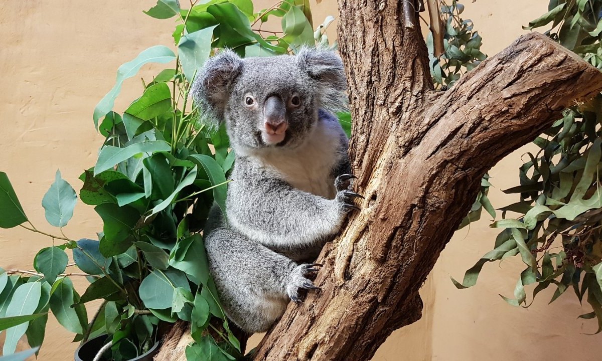 Zoo Duisburg Koala Sydney.jpg