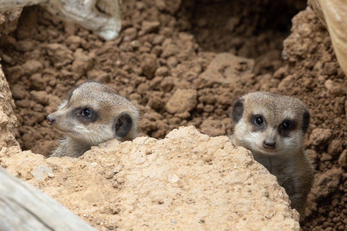 Zoo München: Tödliche Tragödie! Tierpfleger checkt morgens das Erdmännchen-Gehege – dann folgt der traurige Schock