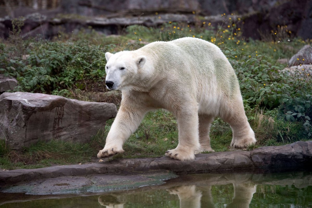 Zoom Eisbär.jpg