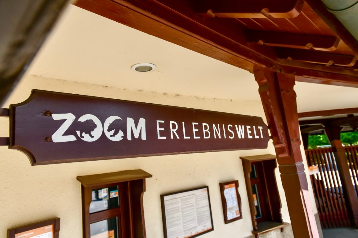 Der Zoo in Gelsenkirchen verkündigt eine traurige Botschaft: Zebra Bella ist tot.
