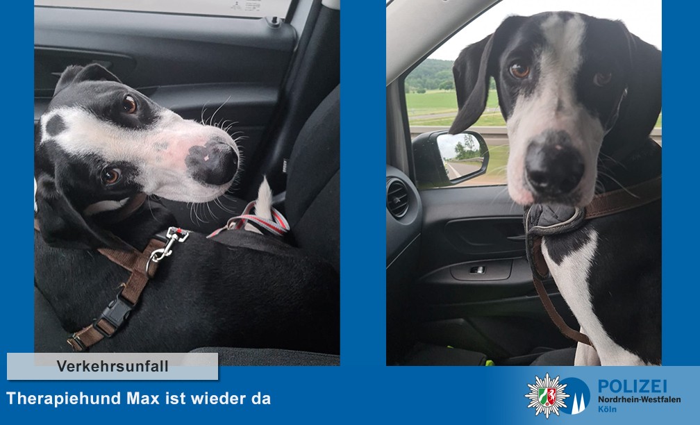 A1: Hund Max darf nach dem Unfall endlich wieder nach Hause.