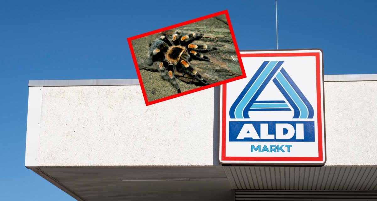 aldi nrw spinne.jpg